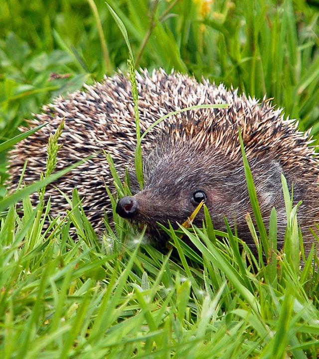  Igel