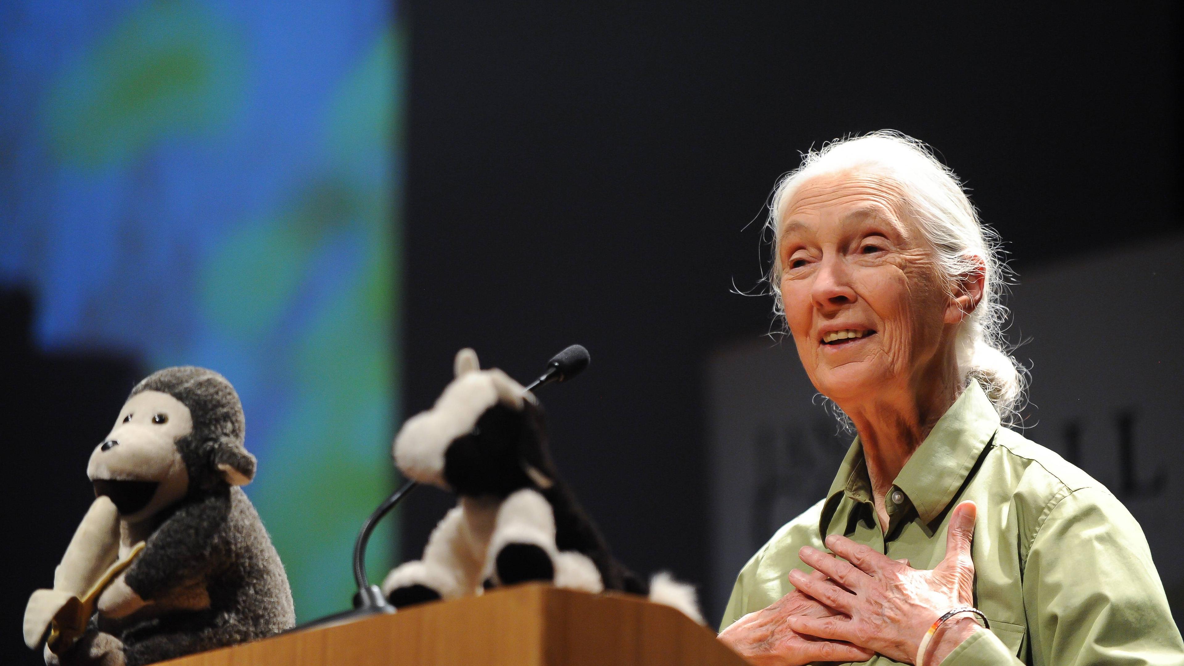 Jane Goodall steht an einem Rednerpult