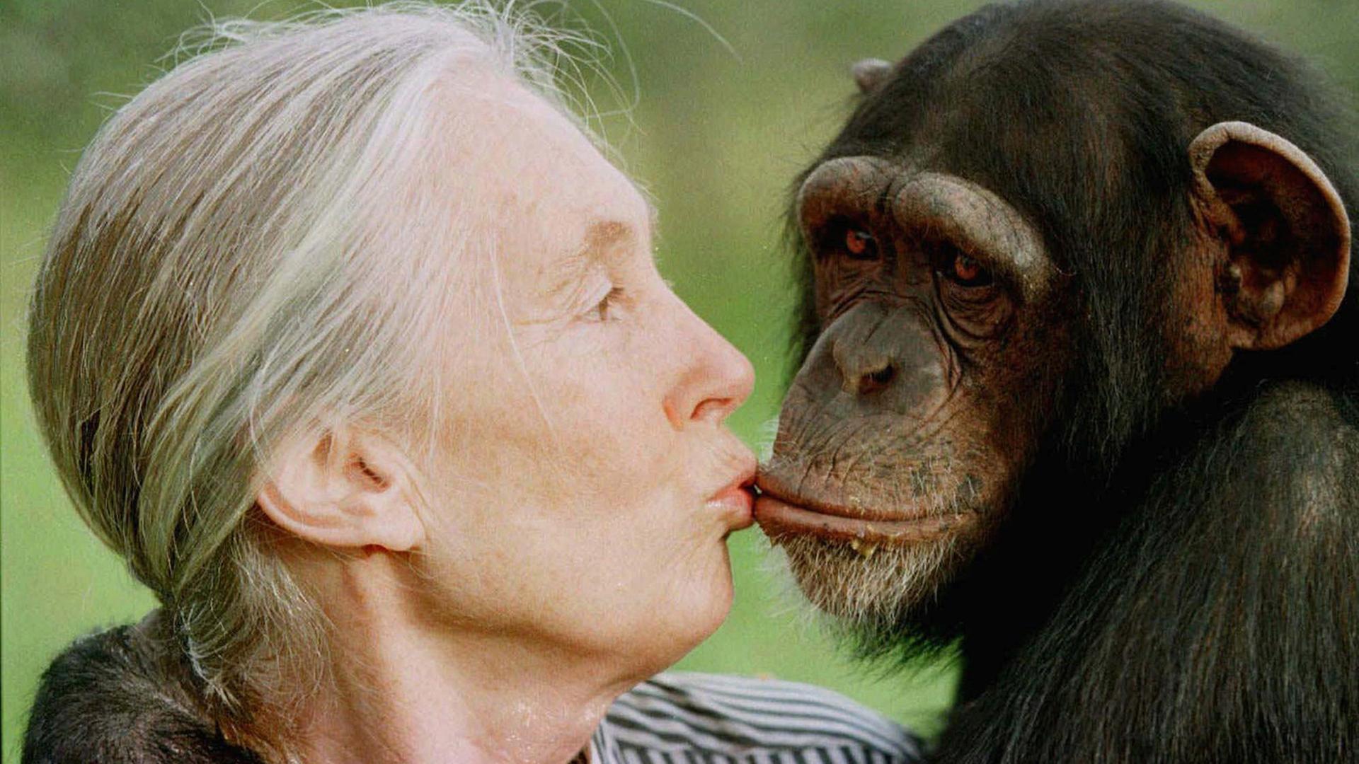 Jane Goodall küsst einen Affen