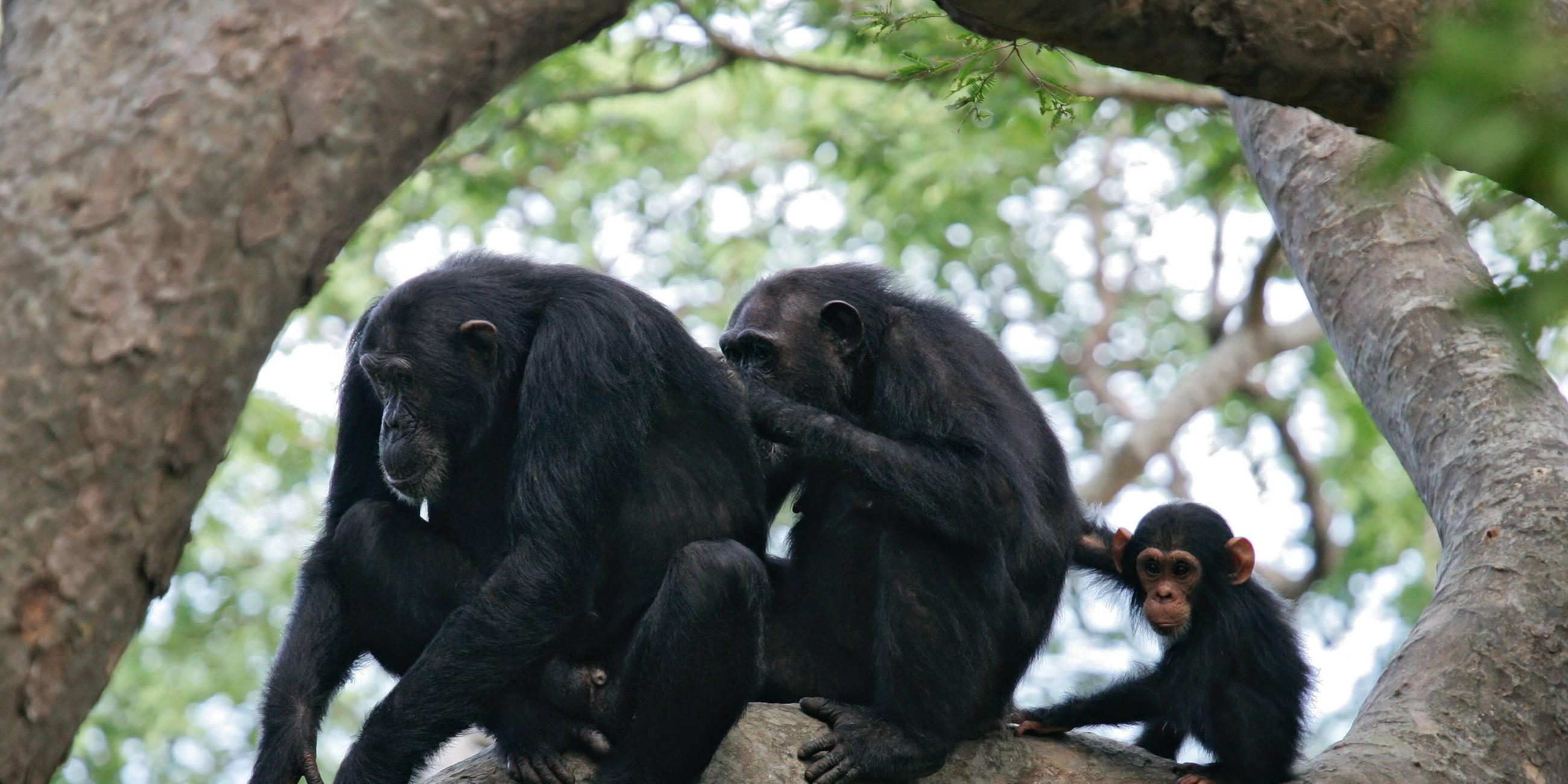 Drei Schimpansen sitzen auf einem Baum