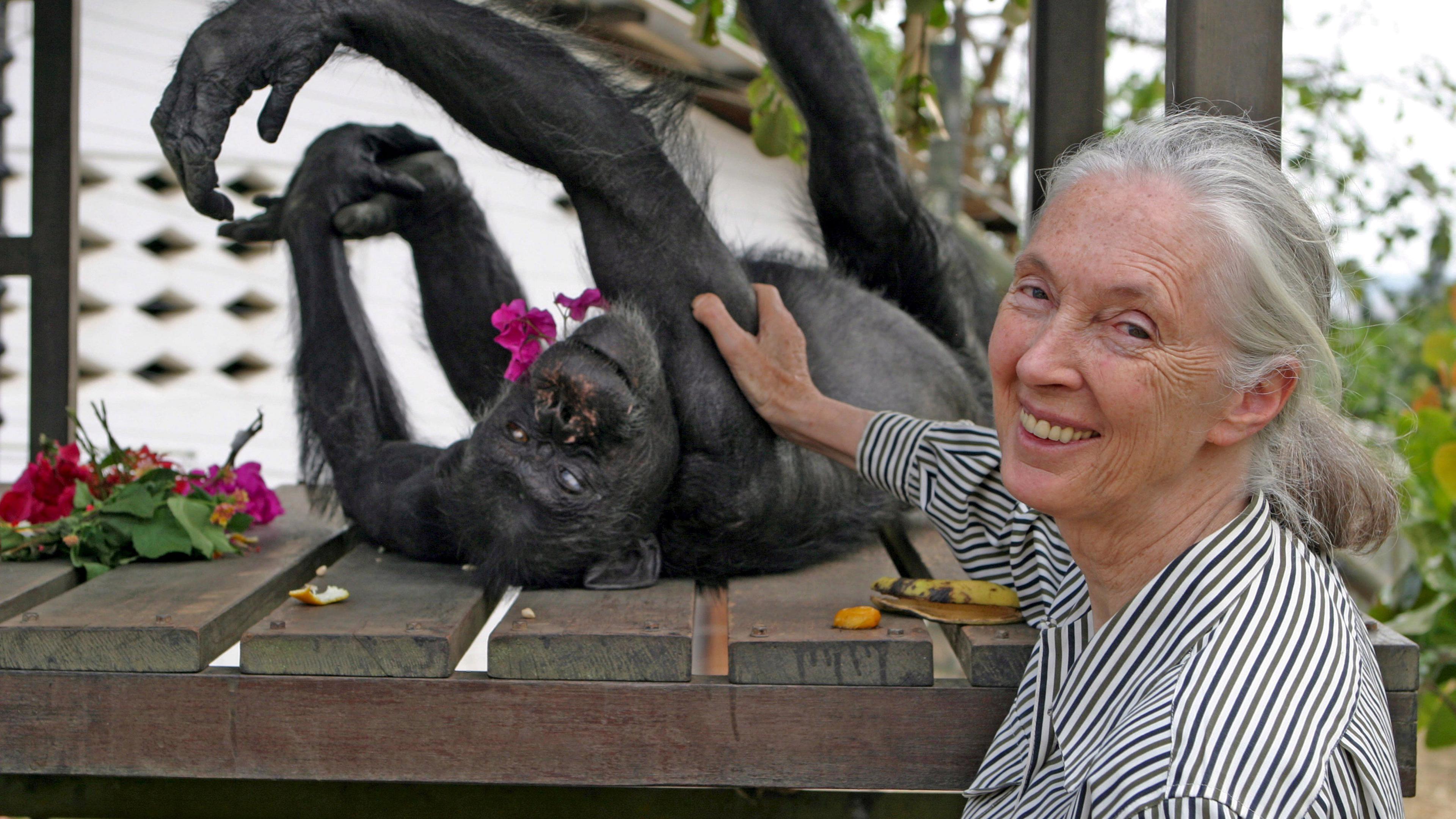 Jane Goodall steichelt einen Affen