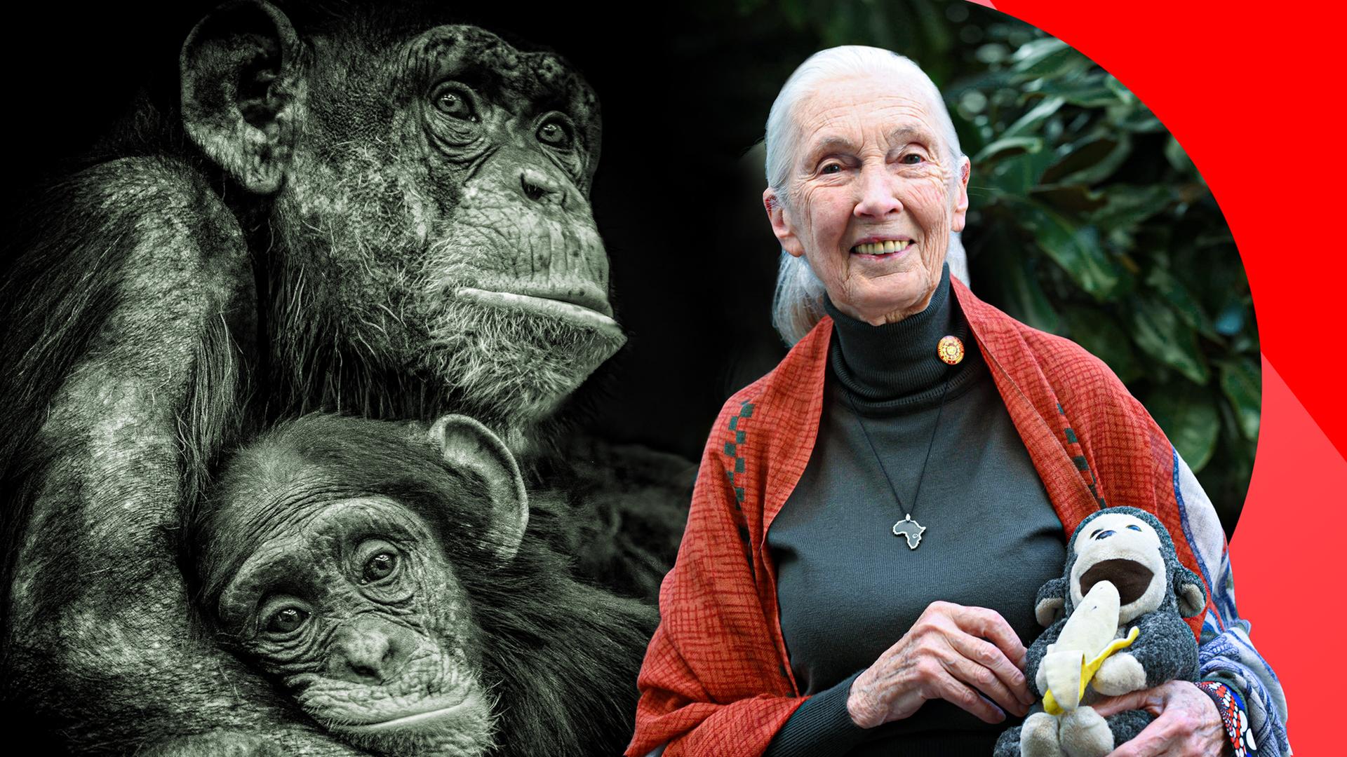 Jane Goodall mit einem Stoffäffchen im Arm neben Schimpansen.