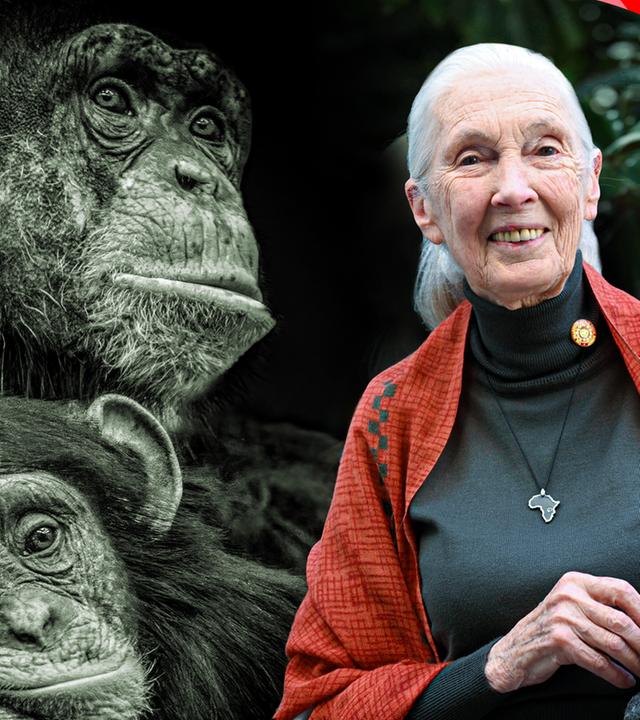 Jane Goodall mit einem Stoffäffchen im Arm neben Schimpansen.