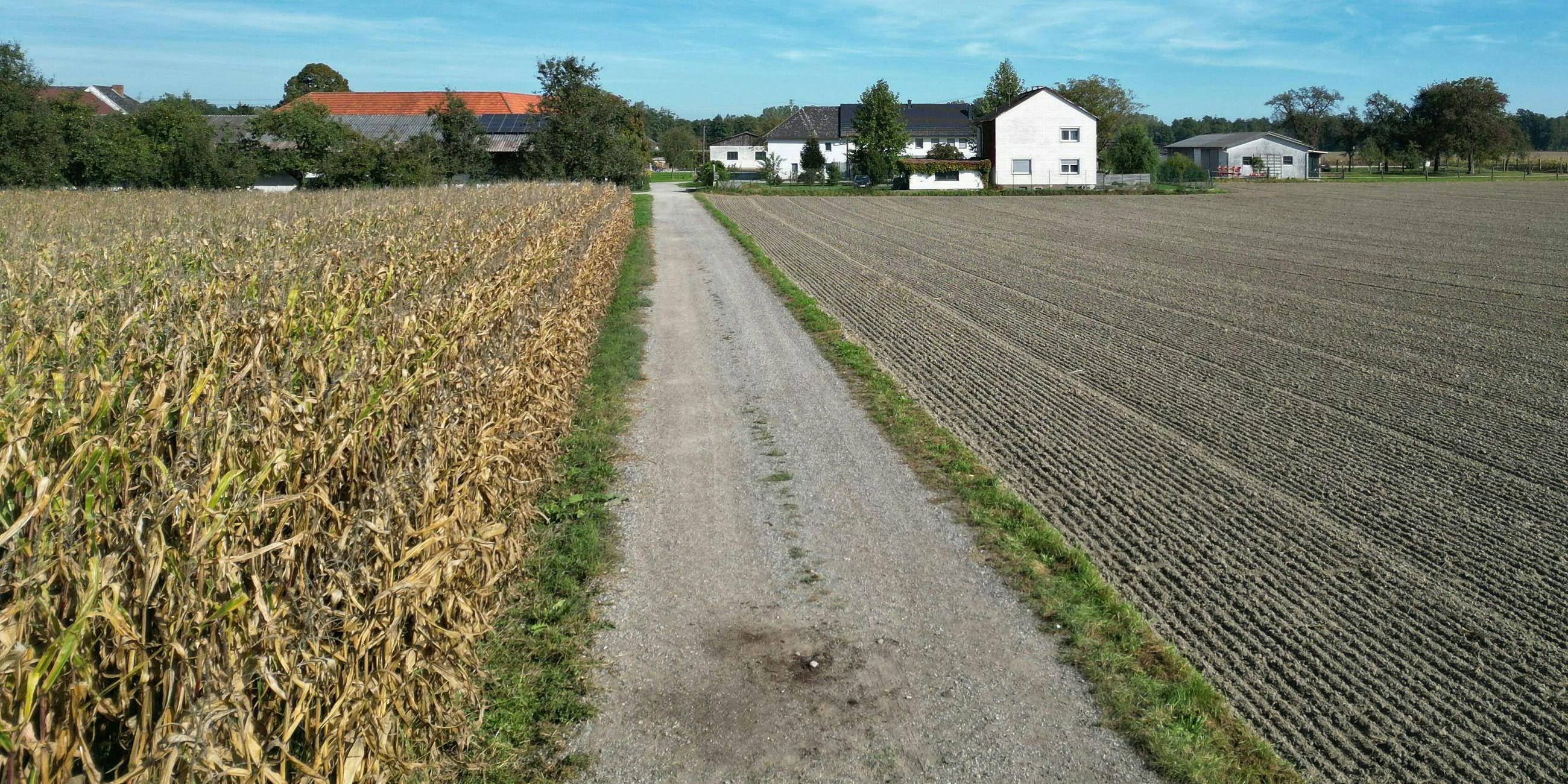 Österreich, Naarn: Ein Feldweg in Naarn. In Österreich ist eine Frau beim Joggen von einem Hund zu Tode gebissen worden.