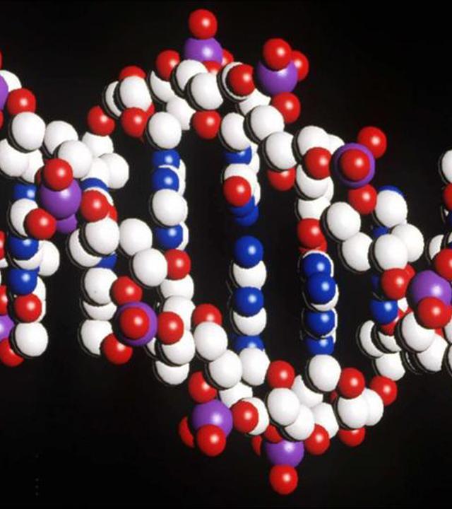 Modell einer DNA-Helix
