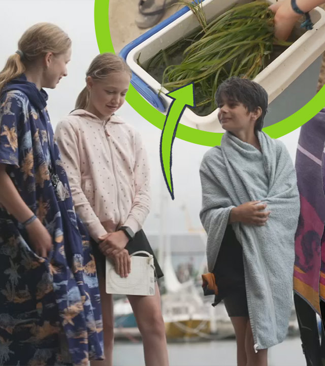 Jugendliche stehen auf einem Bootssteg und schauen sich an, hinter ihnen ist ein Bildausschnitt zu sehen auf dem Seegras in einer Kühltruhe liegt, darüber ein grüner Pfeil der auf den Ausschnitt zeigt