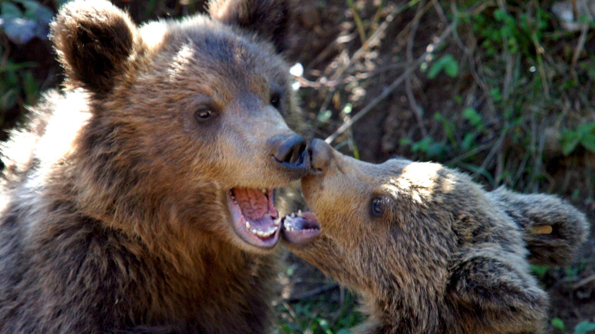 Junge Braunbären in Kroatien