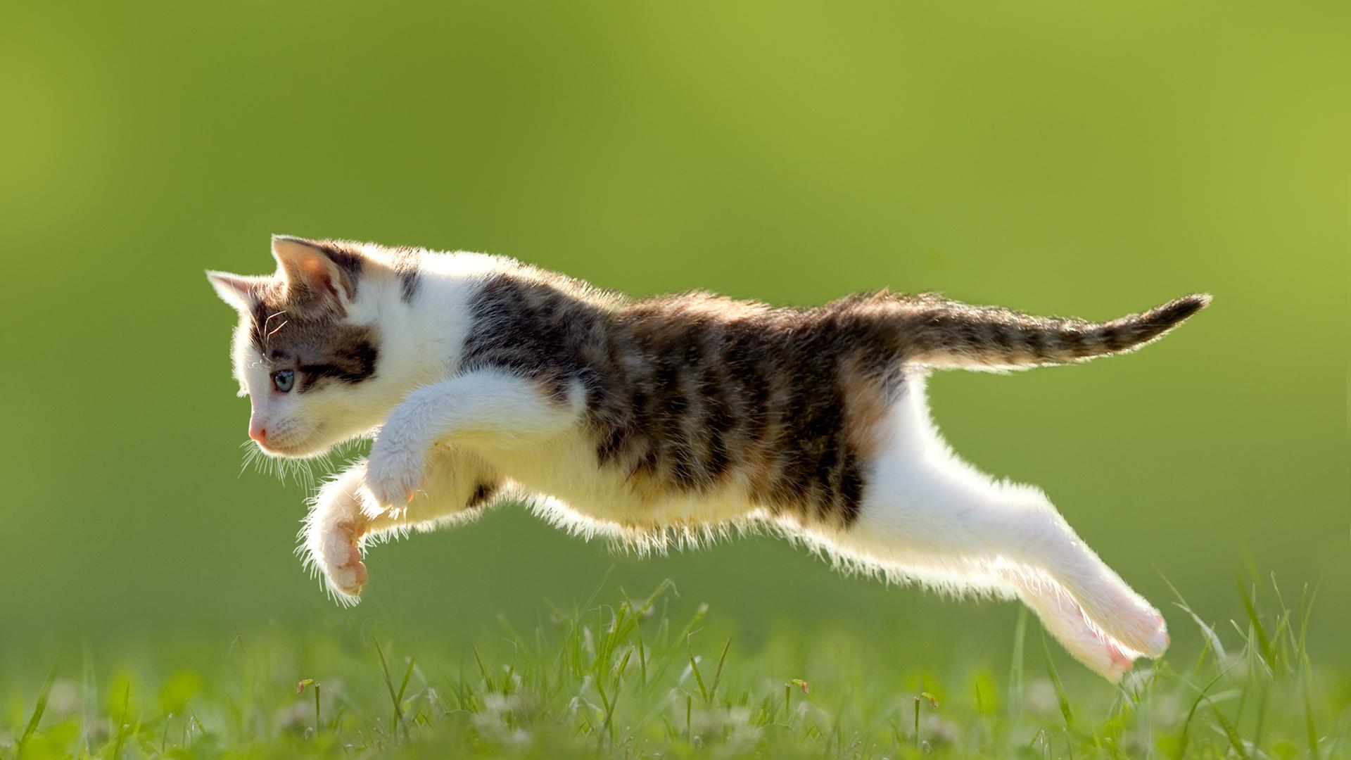 junges kaetzchen jagt einen schmetterling