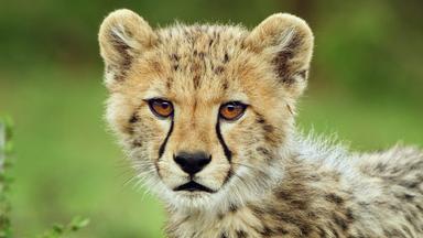 Terra X Dokumentationen Und Kurzclips - Serengeti - Kinder Der Savanne