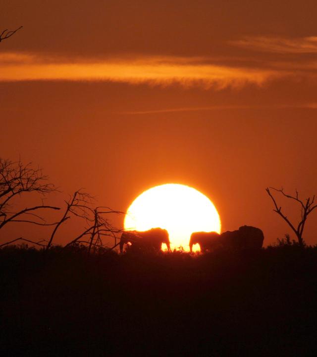 Das Juwel der Elefantenküste