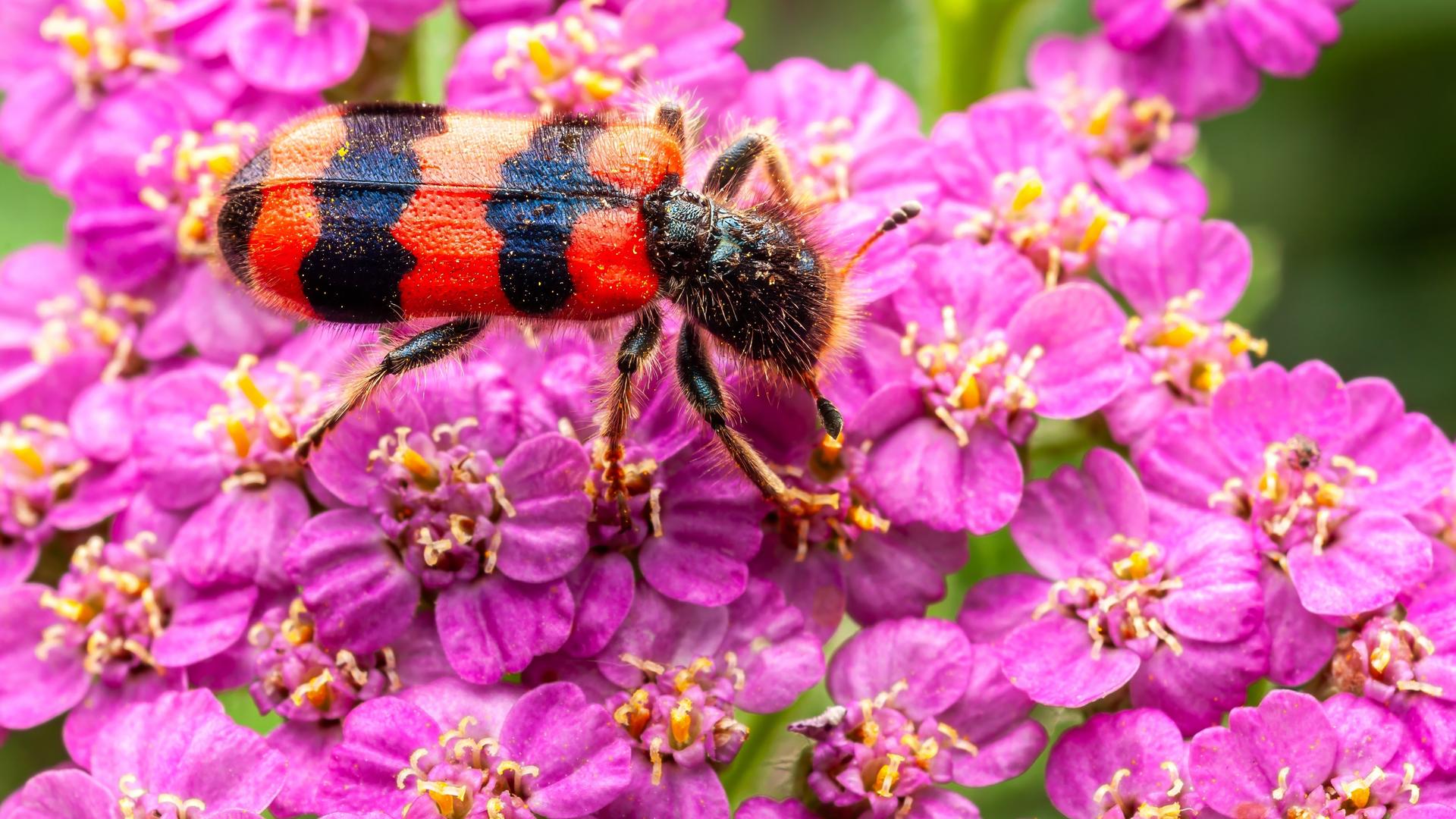 Ein gescheckter Käfer, Trichodes apiarius, hockt zart auf einer leuchtend rosa Schafgarbenblüte