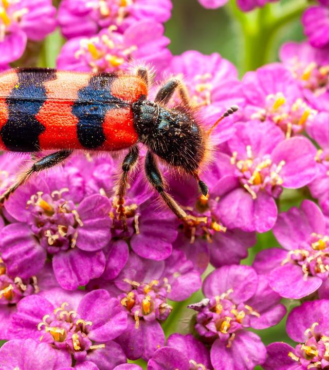 Ein gescheckter Käfer, Trichodes apiarius, hockt zart auf einer leuchtend rosa Schafgarbenblüte