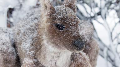 Terra X Dokumentationen Und Kurzclips - Abenteuer Winter - Tiere Im Schnee