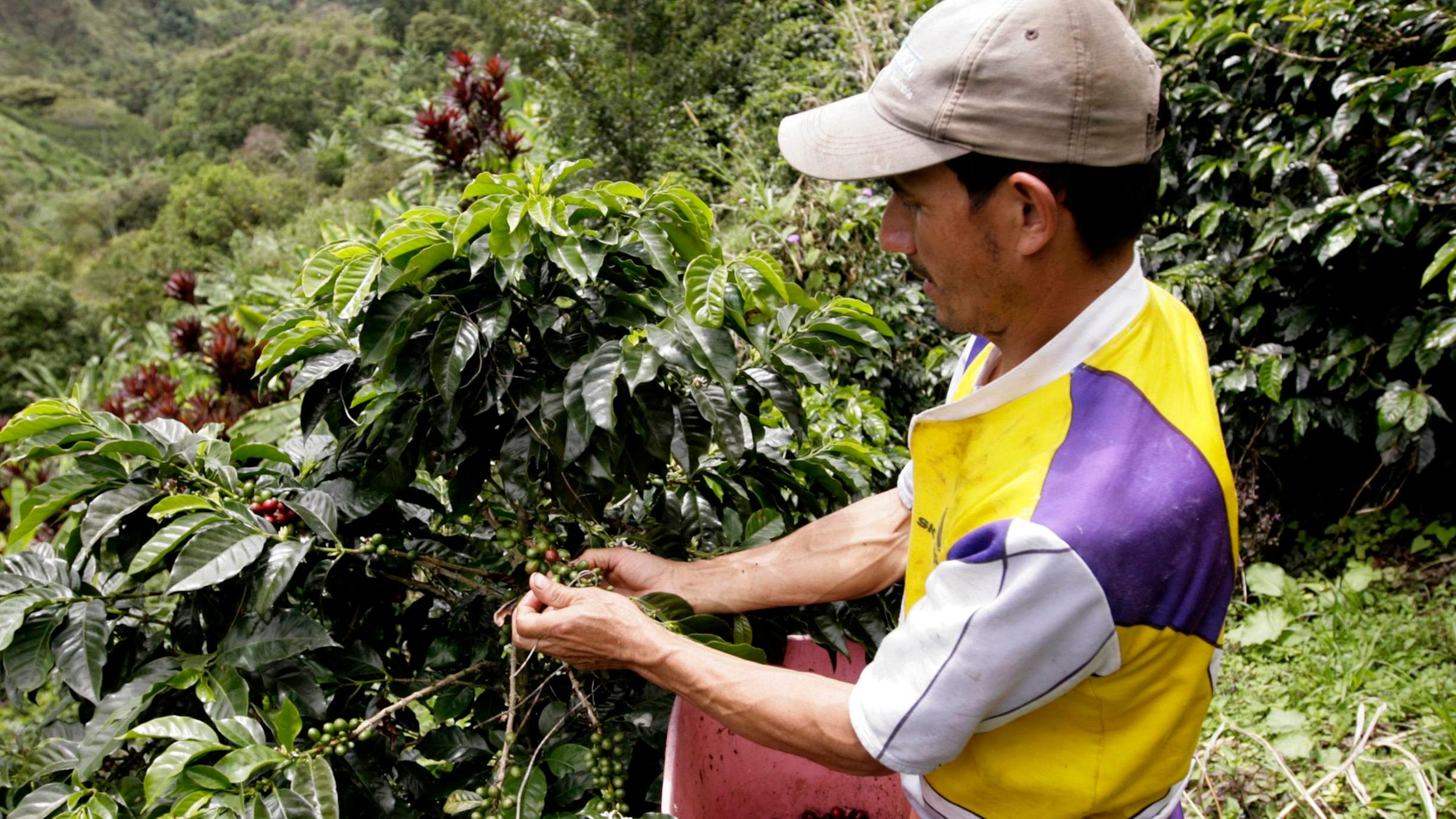 Ein Erntehelfer bei der Ernte von Kaffeebohnen.