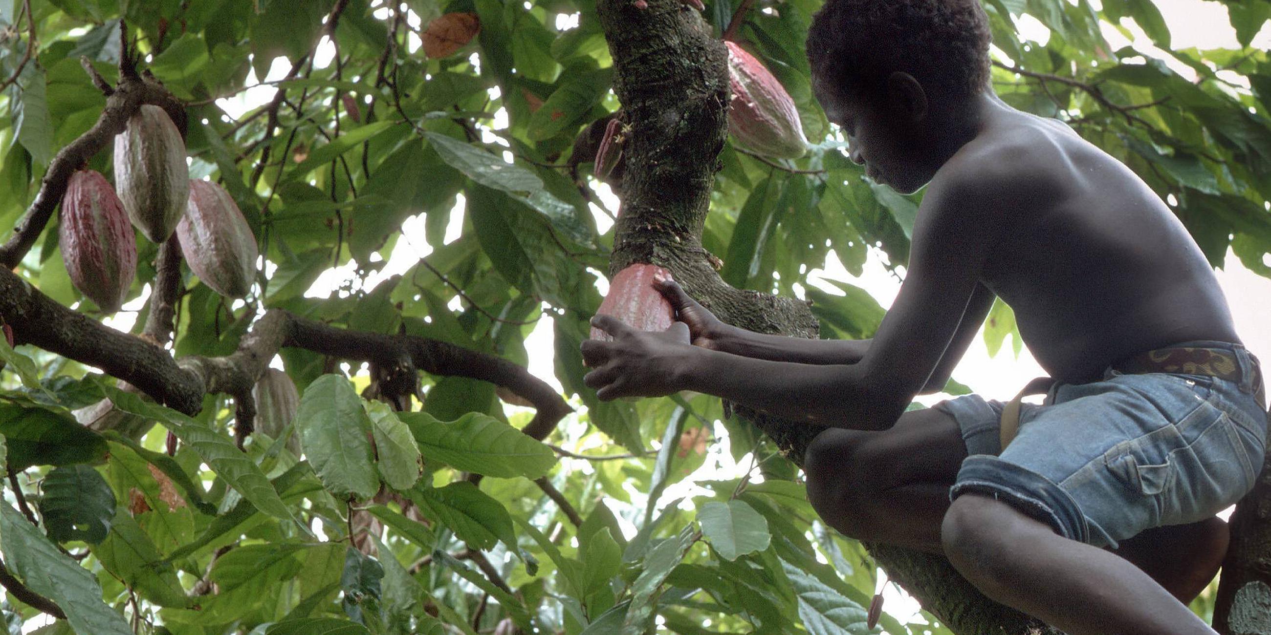 Kakaoernte auf der Insel Bougainville