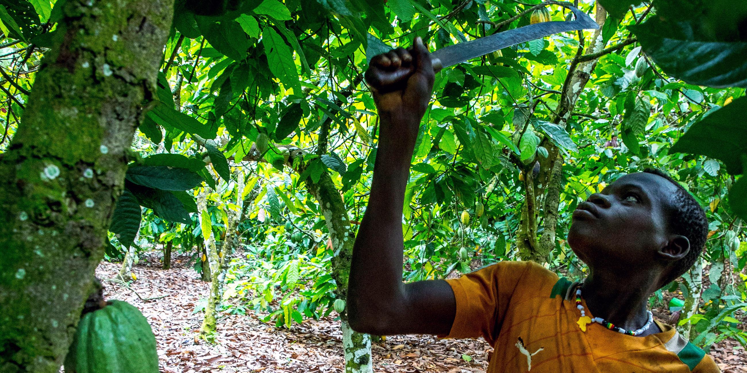 Kind arbeitet auf einer Kakaoplantage