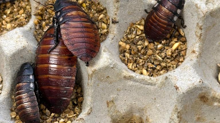 Illegal gezüchtete Schaben in Australien beschlagnahmt.
