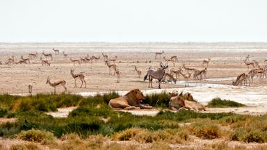 Zdfinfo - Kalahari - Gesetz Der Wildnis: Gemeinschaften