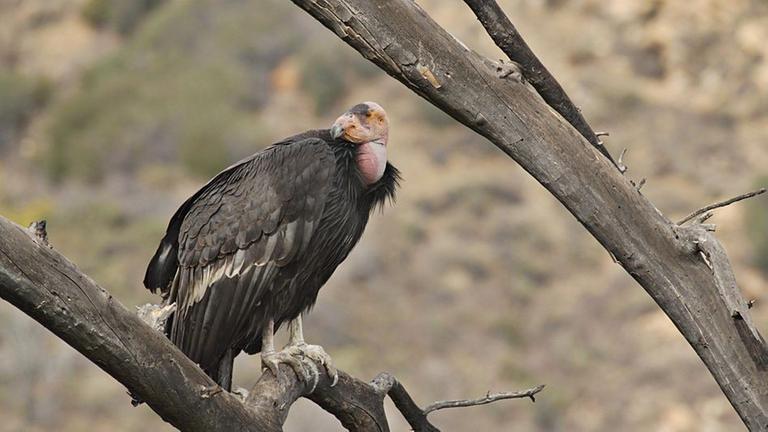 Der kalifornische Kondor ist einer der größten Vögel auf unserem Planeten