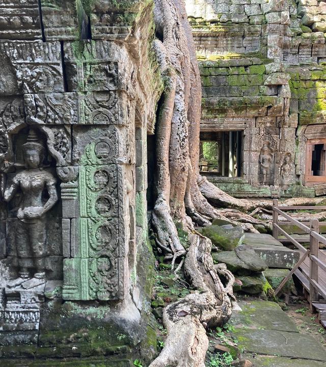 Der von Dschungel überwachsene Tempelkomplex Ta Prohm, der zu den Tempelanlagen von Angkor gehört.