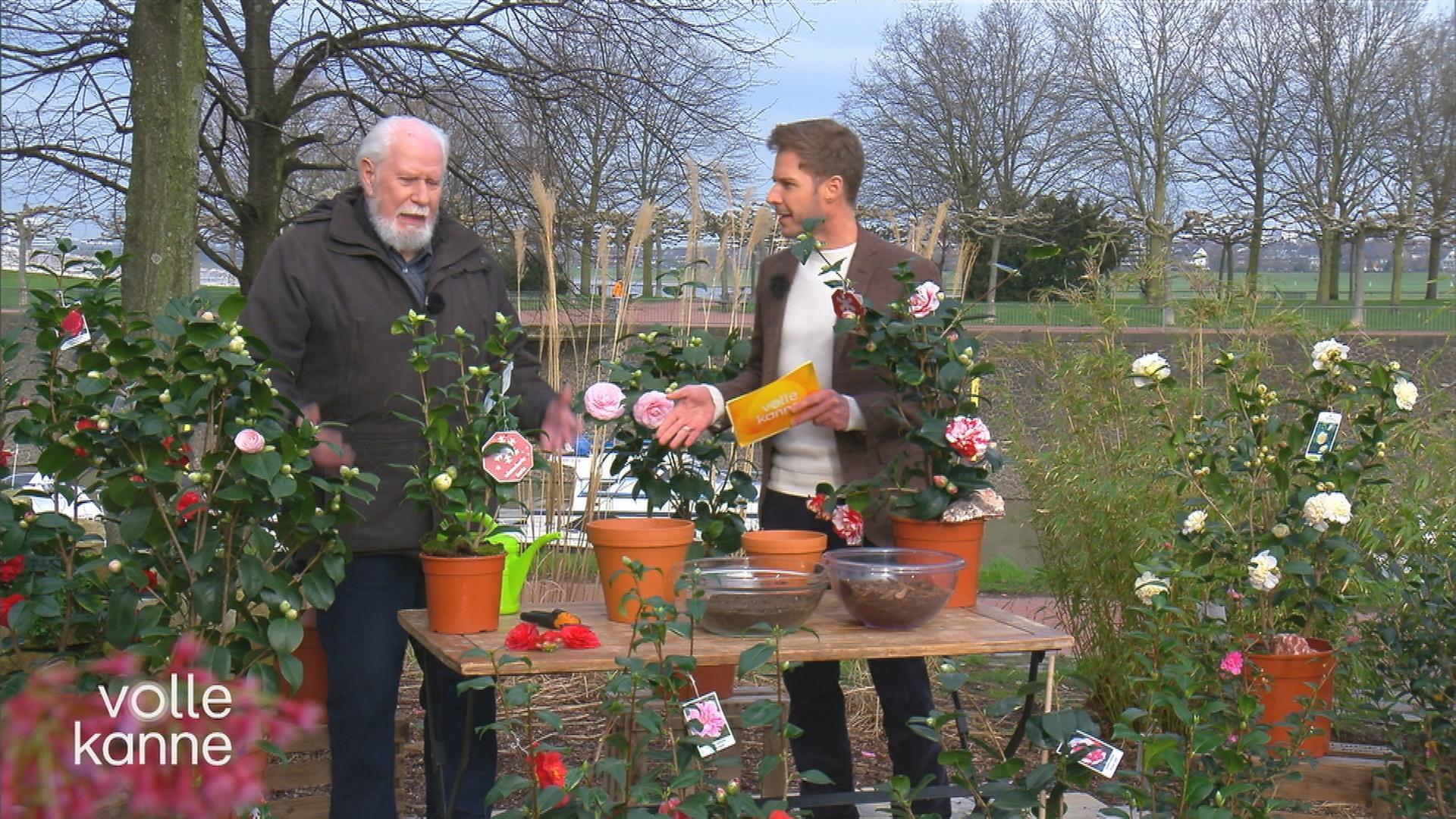 Kamelien richtig pflanzen und pflegen