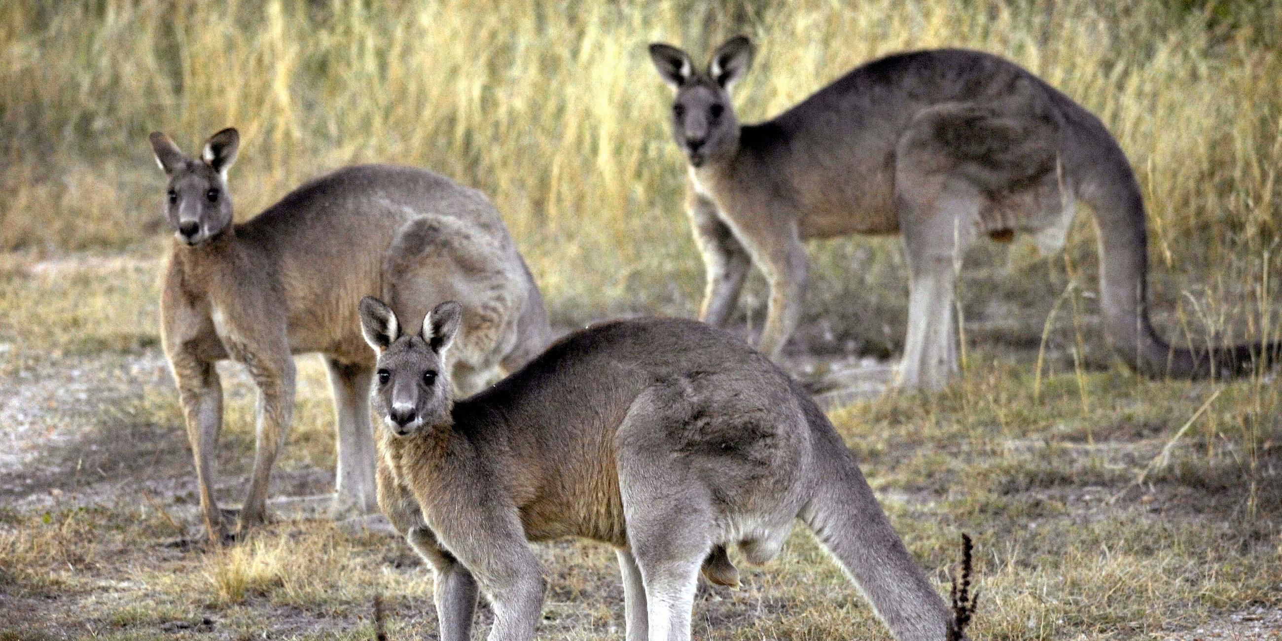 Kängurus in Australien