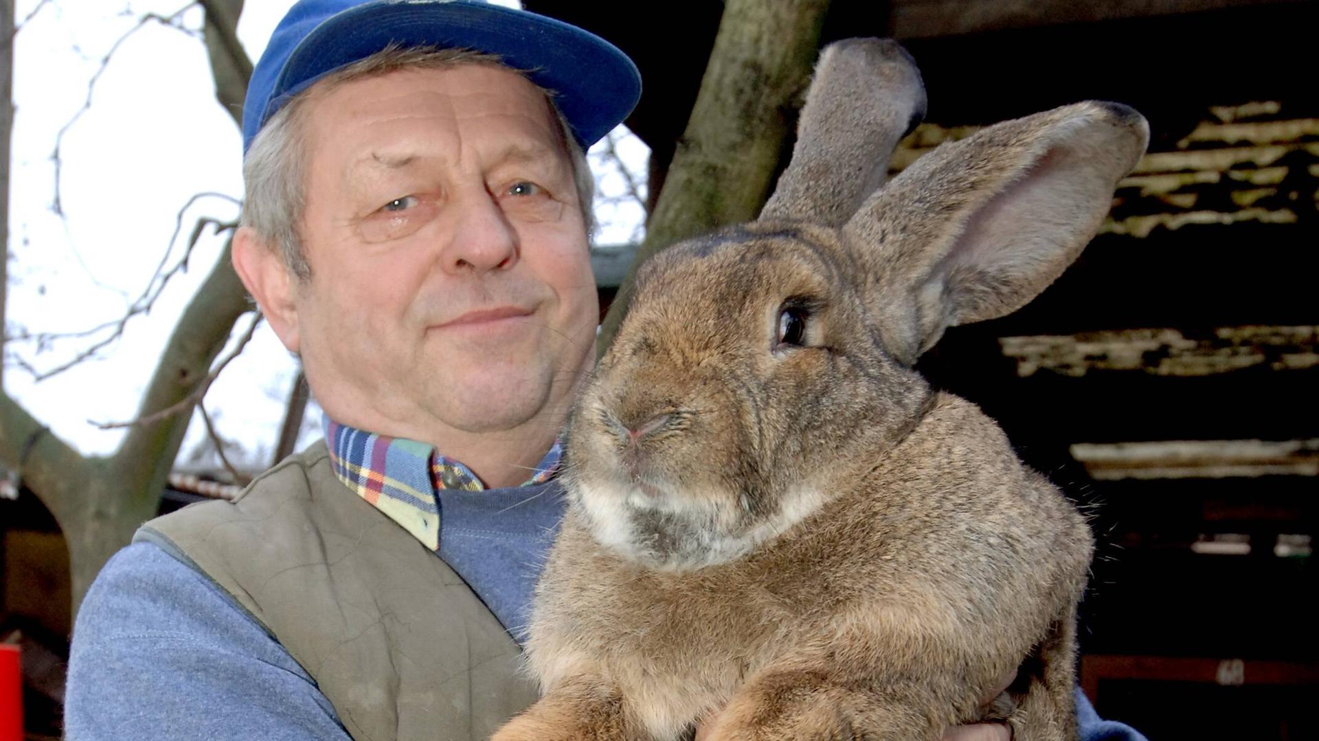 Riesiges Kaninchen auf dem Arm eines Mannes