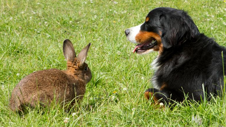 Keks und Kaninchen