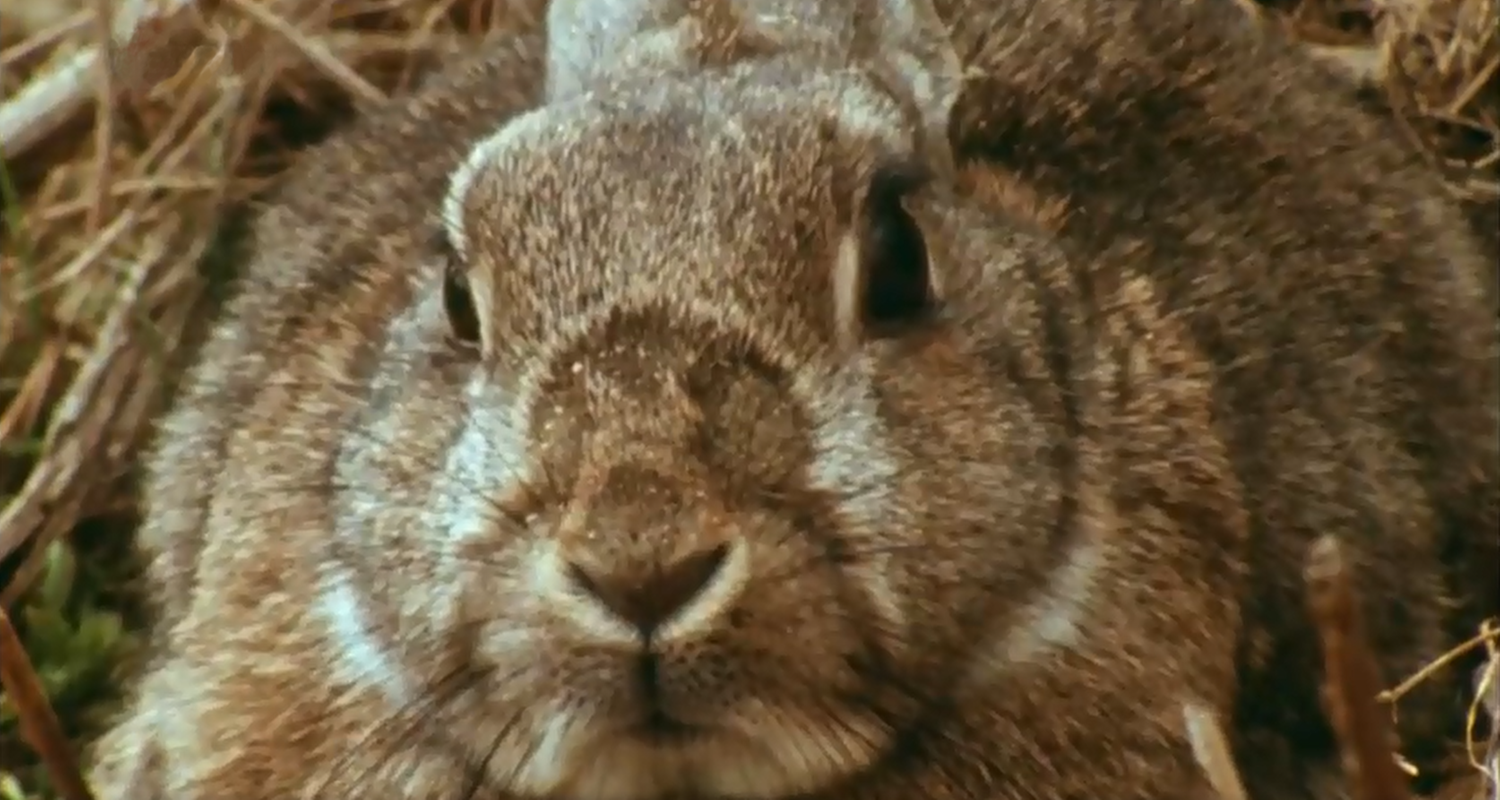 Kleines Kaninchen sitzt vor Höhle