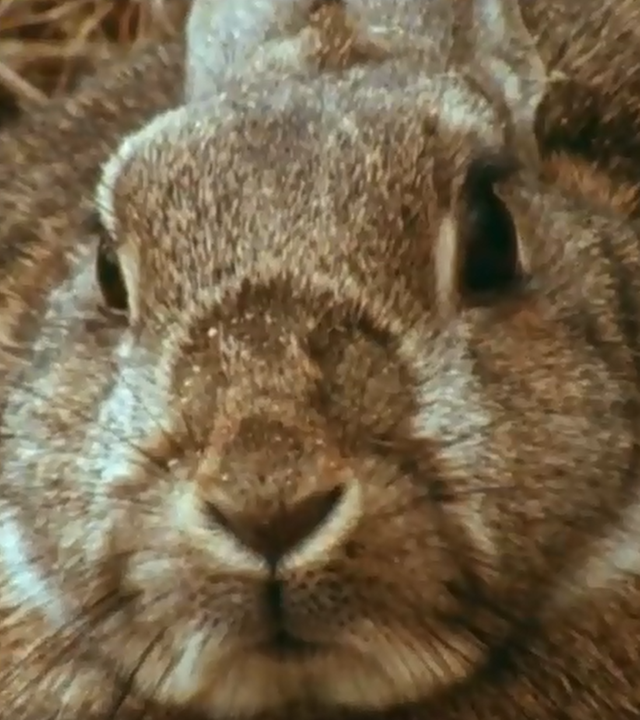 Kleines Kaninchen sitzt vor Höhle