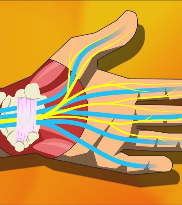 Künstliches Modell einer Hand, wo man Knochen und Sehnen sieht