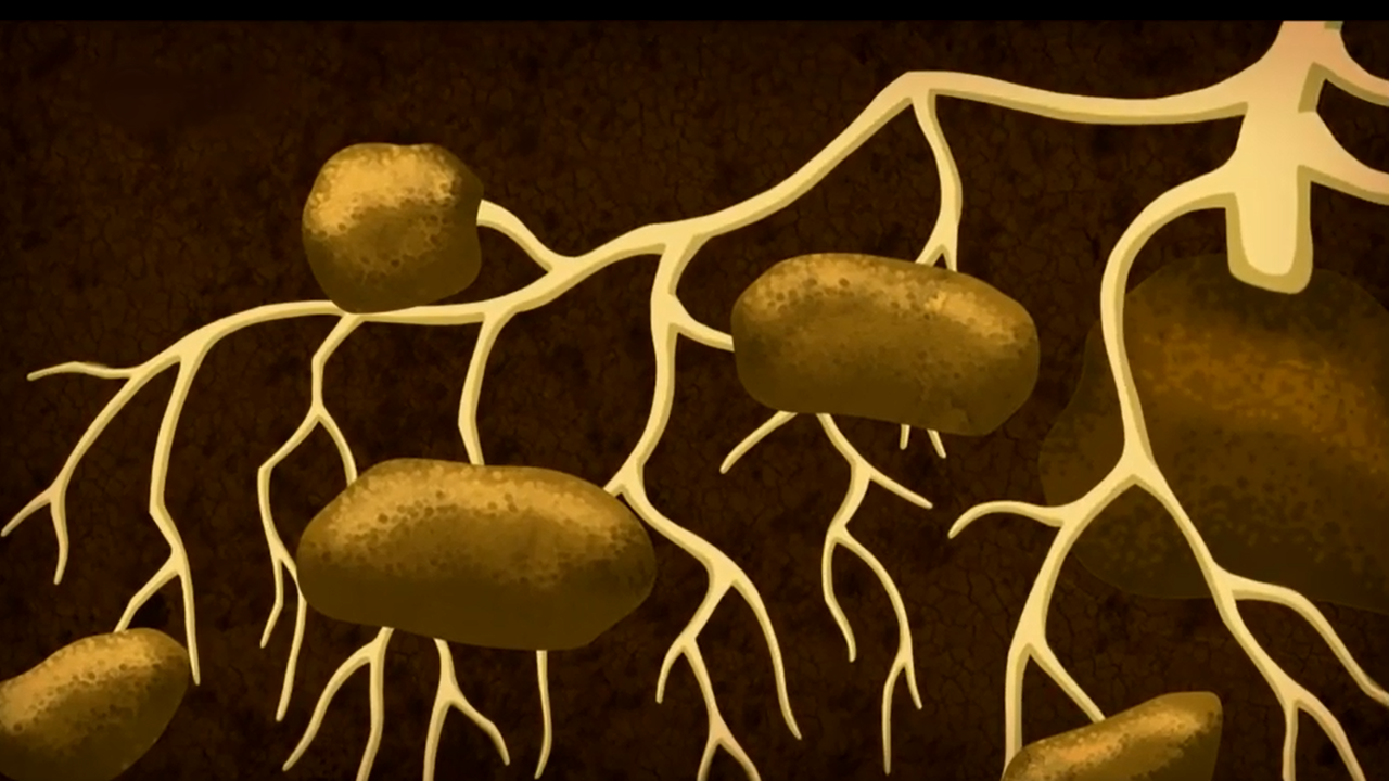 Eine Kartoffel unter der Erde.