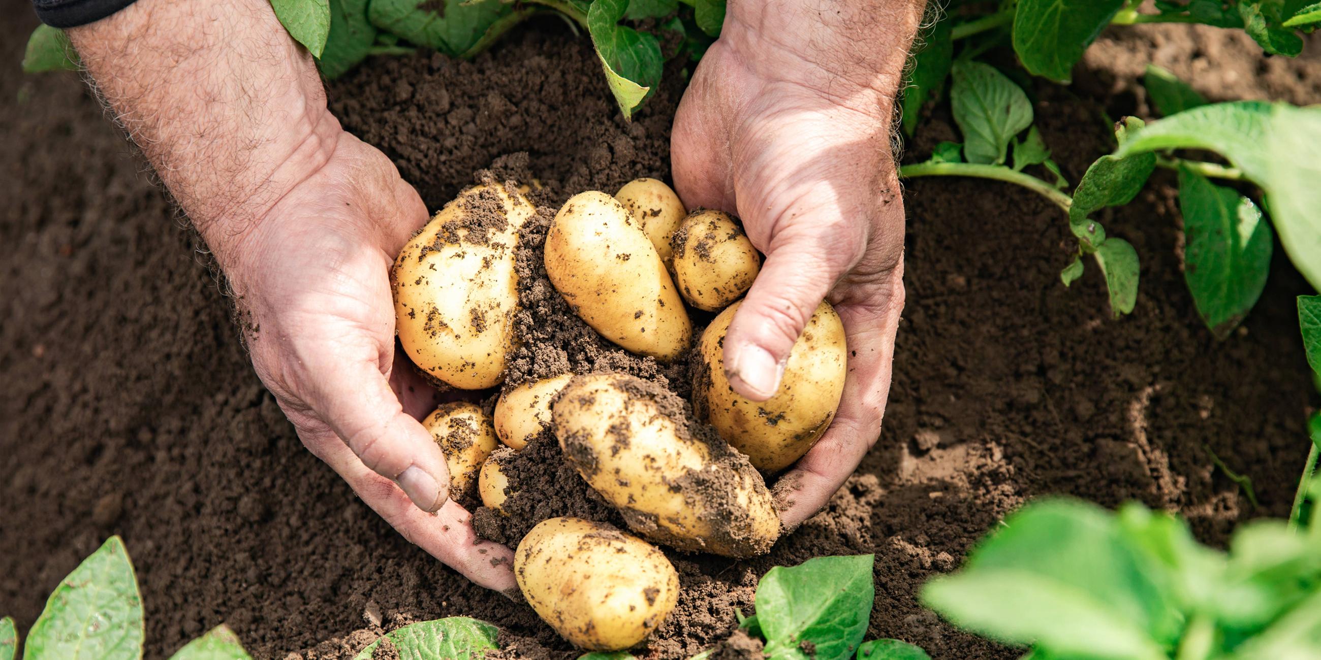 Zwei Hände halten Kartoffeln auf einem Feld.