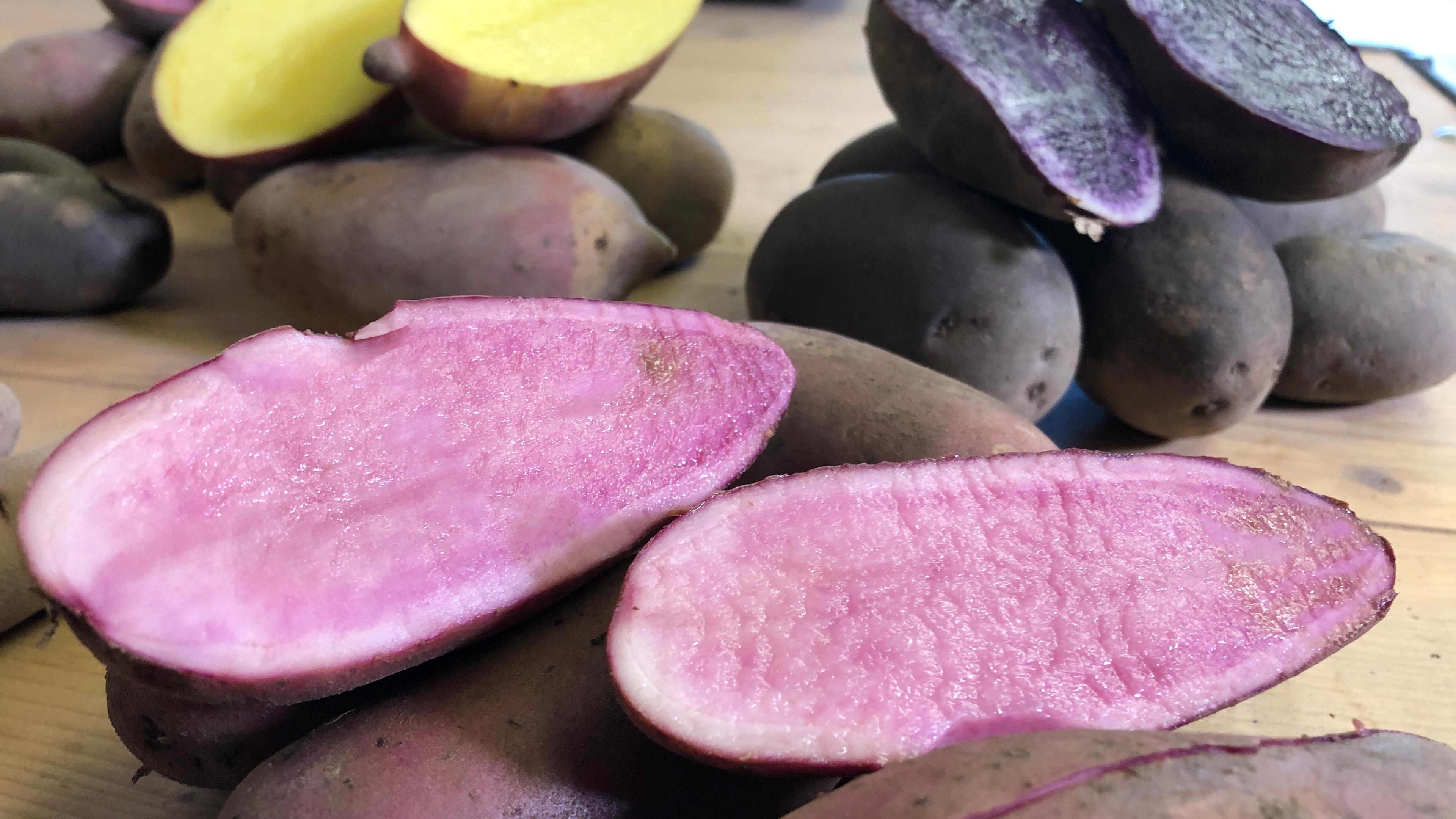 Ruckkehr Zu Alten Sorten Mit Bunten Kartoffeln In Der Klimakrise