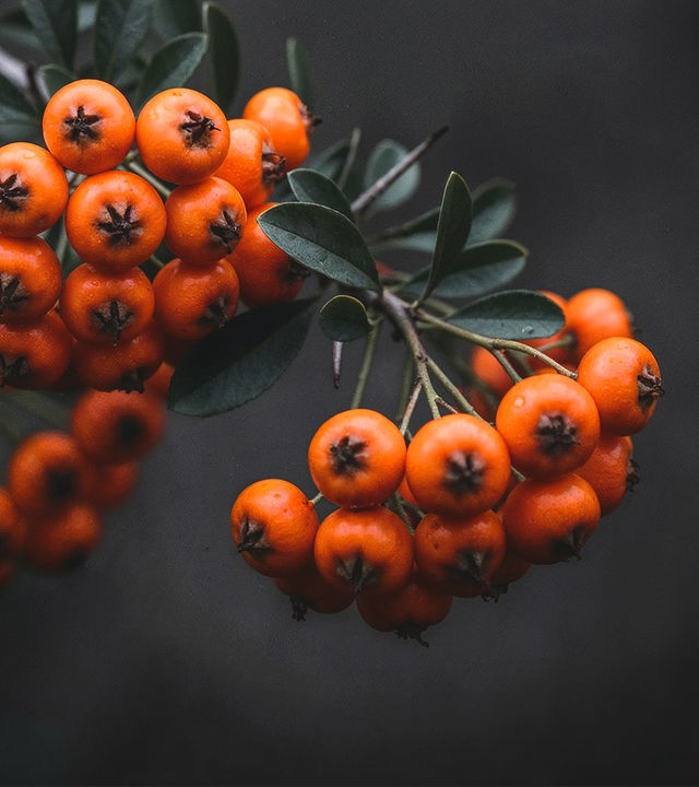 Es sind orangene Beeren an einem Zweig zu erkennen. Um die Beeren wachsen kleine, elpisenförmige Blätter. Der Hintergrund ist Dunkelgrau.