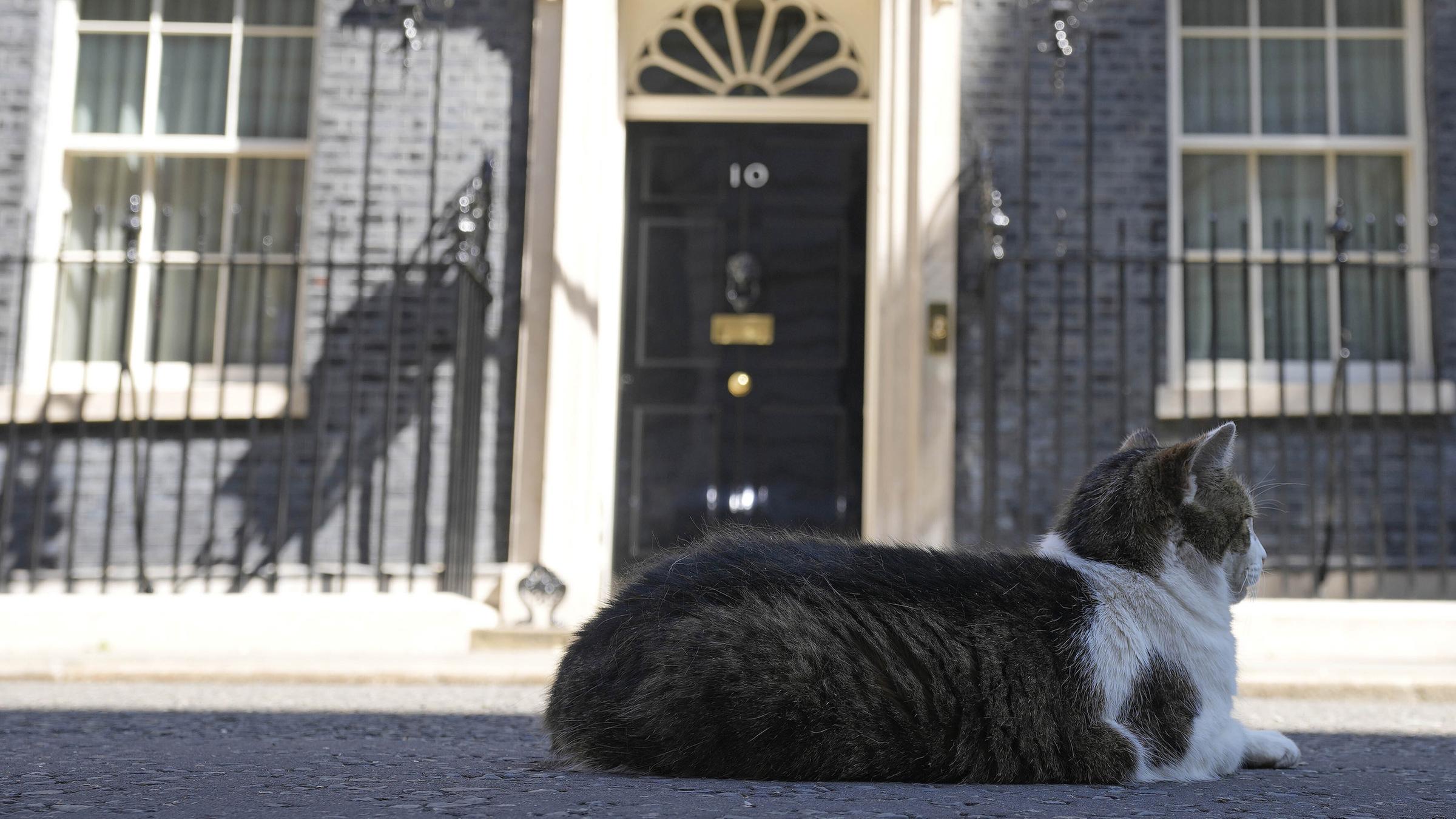 Larry the Cat, Großbritanniens Chief Mouser to the Cabinet Office, ruht am 8. 07. 2022, vor der Downing Street 10 in London.