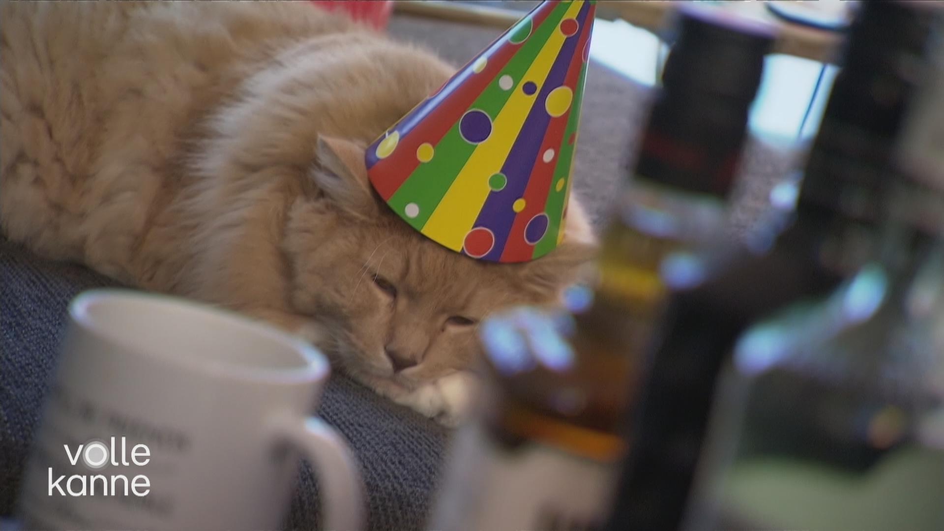 Schlafende Katze mit buntem Papp-Karnevalshütchen