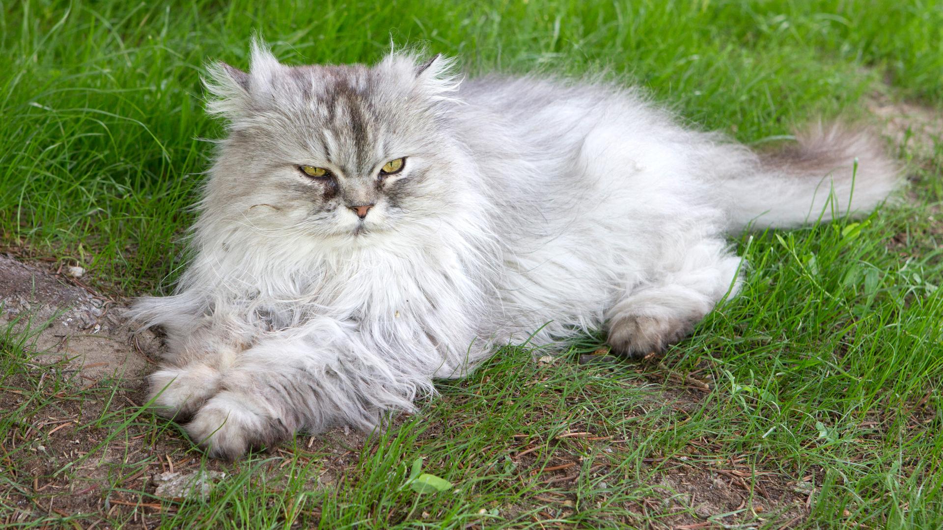 Eine langhaarige Katze liegt auf einer Wiese.