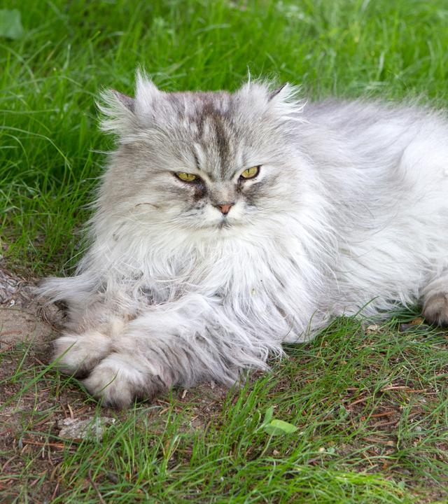 Eine langhaarige Katze liegt auf einer Wiese.