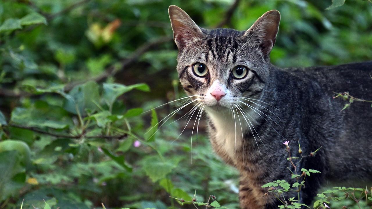 Katzen Tipps und Wissenswertes ZDFheute