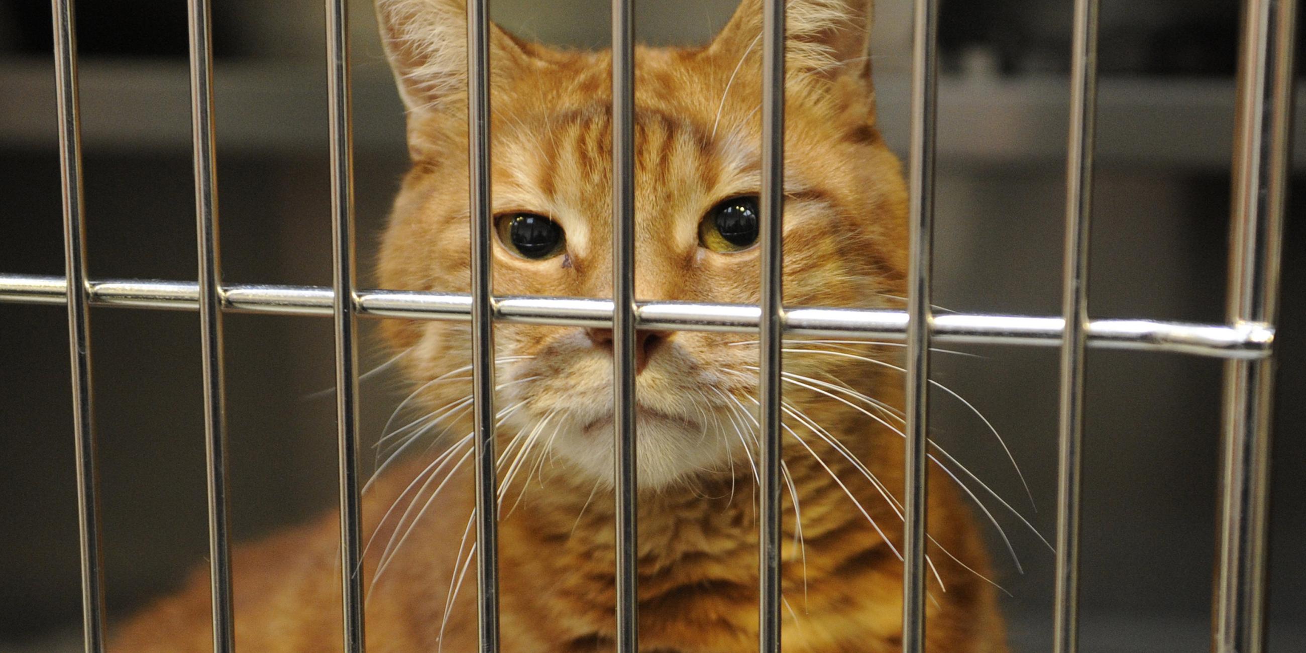 Katze in einem Käfig im Tierheim