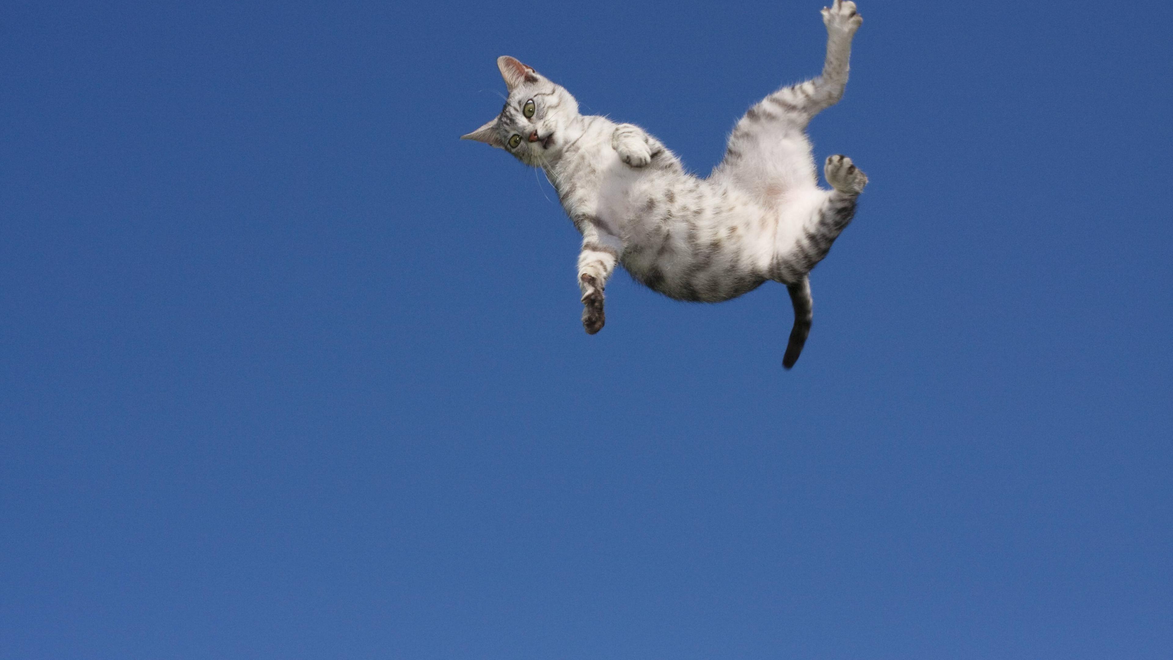 Кошки полетели. Кот летит. Летающий котенок. Летающий толстый кот. Кошка прыгает.