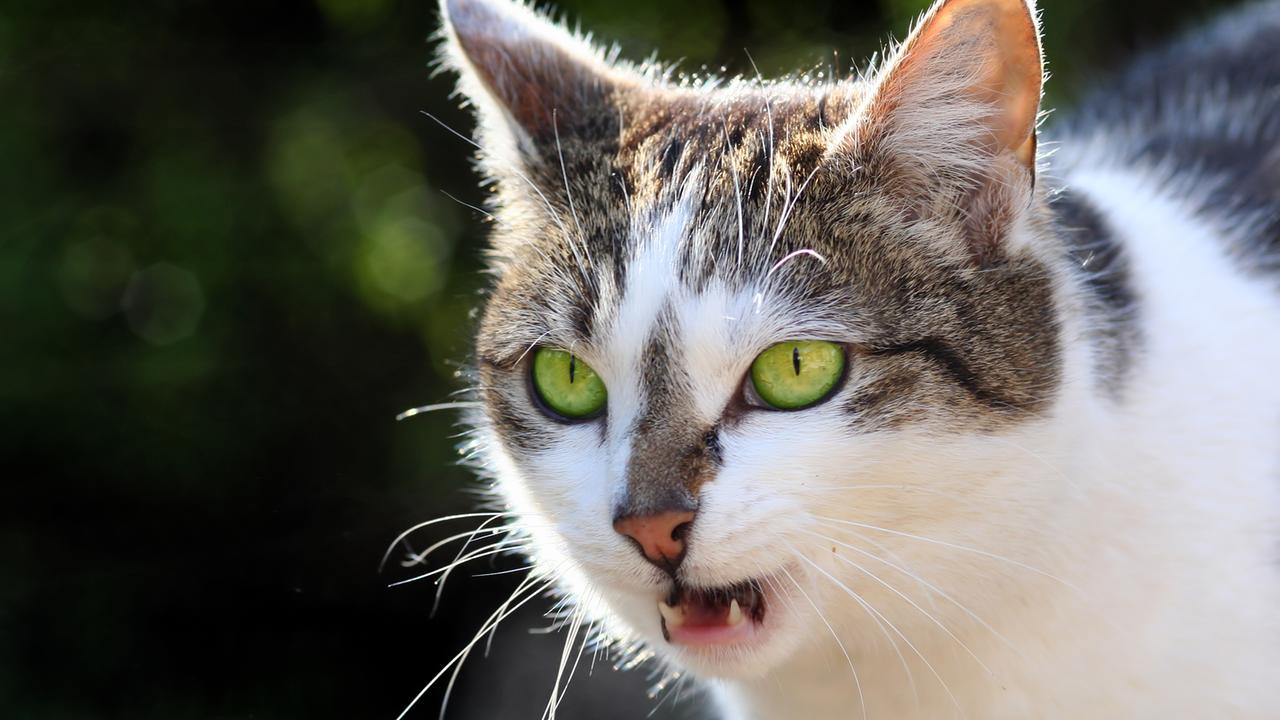 KONTONTY Kabelschutz Spirale - Flexible Kabelhülle Gegen Katzenbiss 140cm Blau