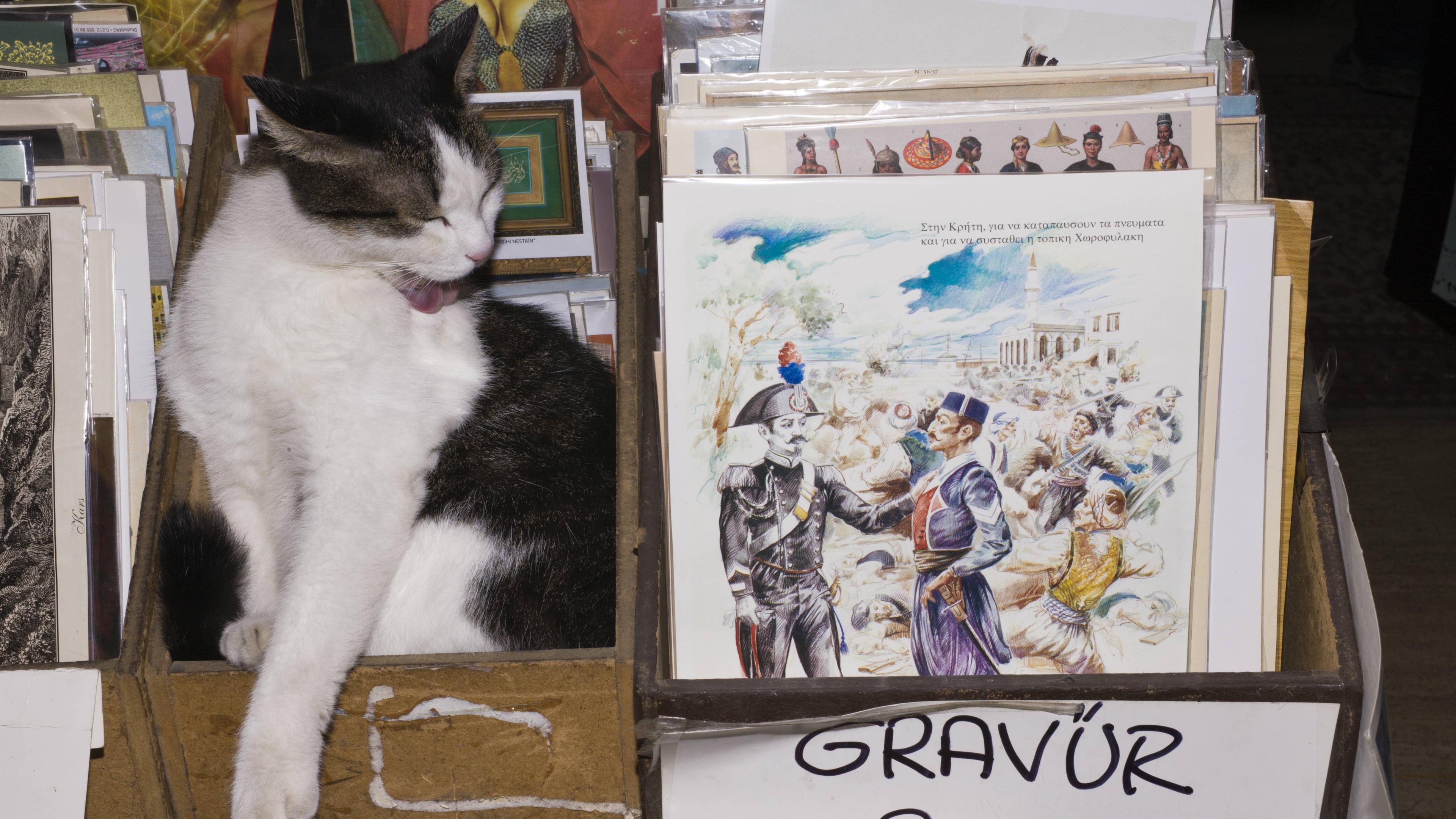 Katze sitzt auf einem Ticketschalter in Izmir