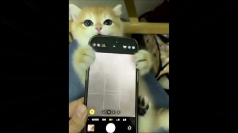 Eine Katze die ein Handy hält und dabei gefilmt wird.