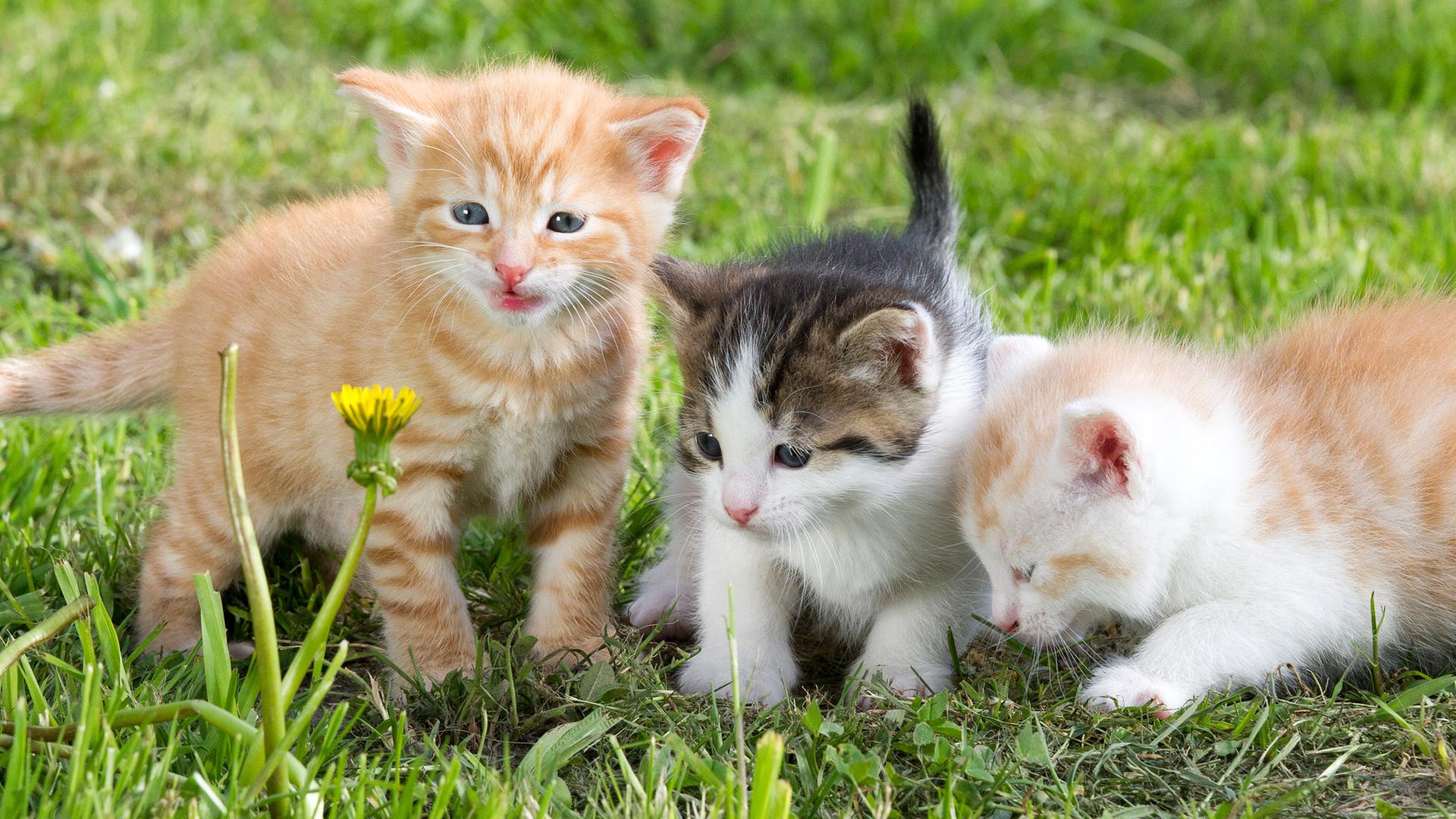 Drei Katzenbabys