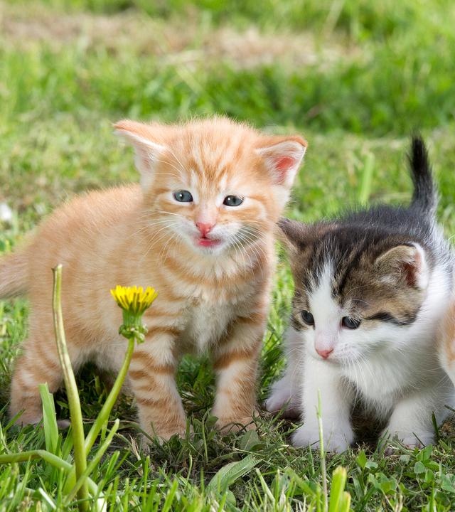 Drei Katzenbabys