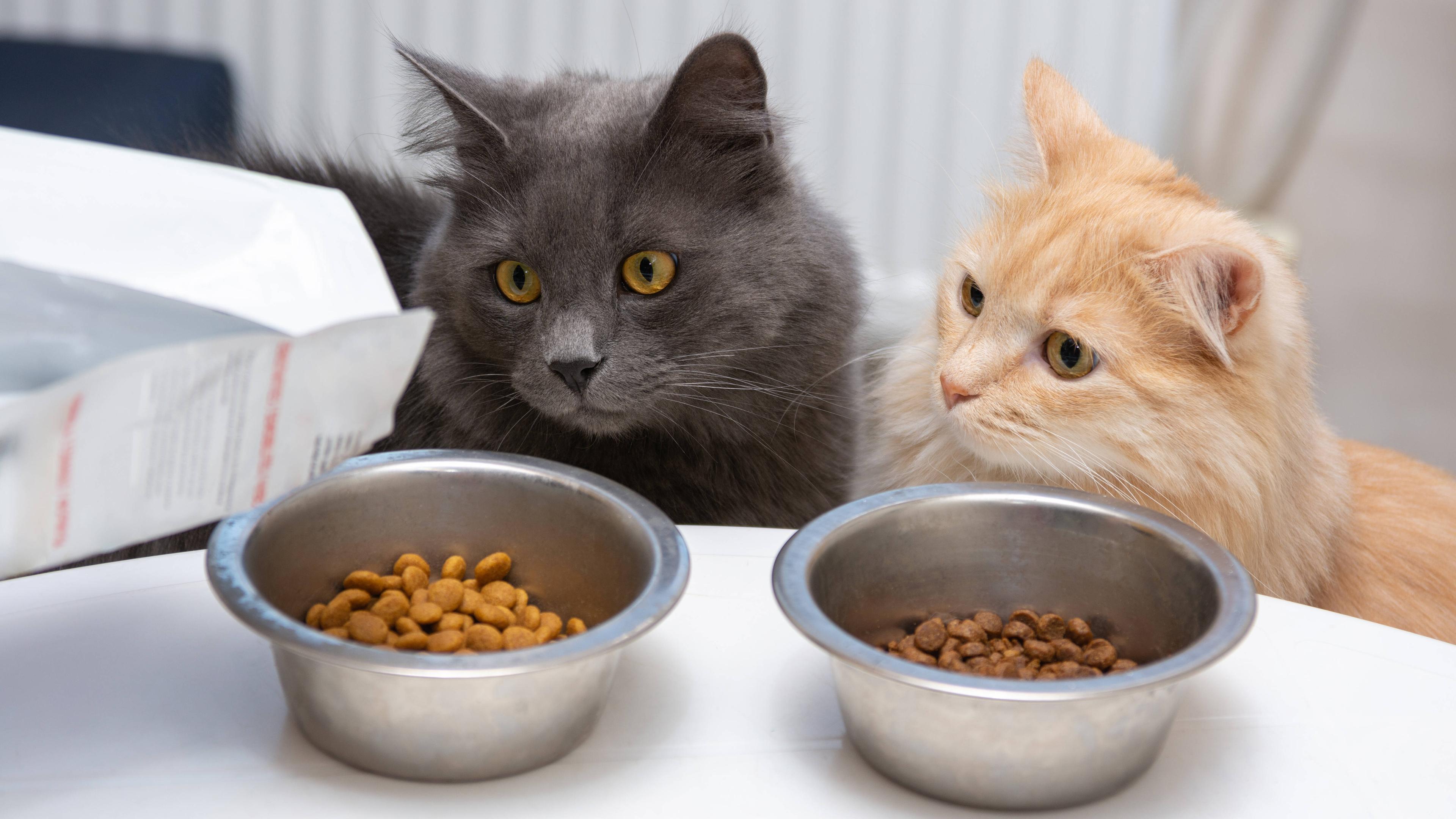Zwei Katzen vor zwei Näpfen mit Trockenfutter