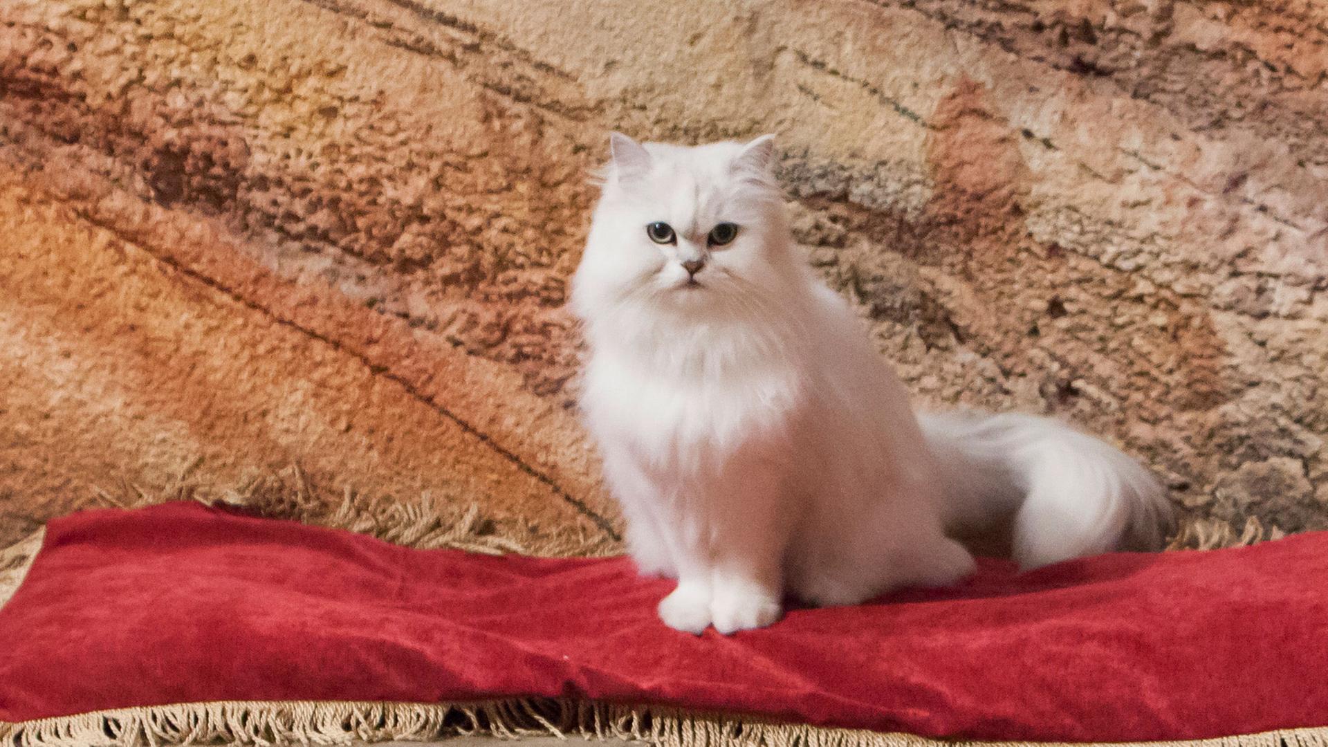 Kater Poseidon sitzt in der Grotte. Er sitzt auf einem edlen roten Kissen und schaut zu einem Tisch vor ihm, worauf eine Schale und mehrere Perlen liegen.