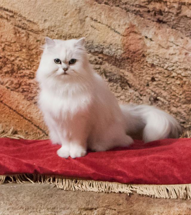 Kater Poseidon sitzt in der Grotte. Er sitzt auf einem edlen roten Kissen und schaut zu einem Tisch vor ihm, worauf eine Schale und mehrere Perlen liegen.
